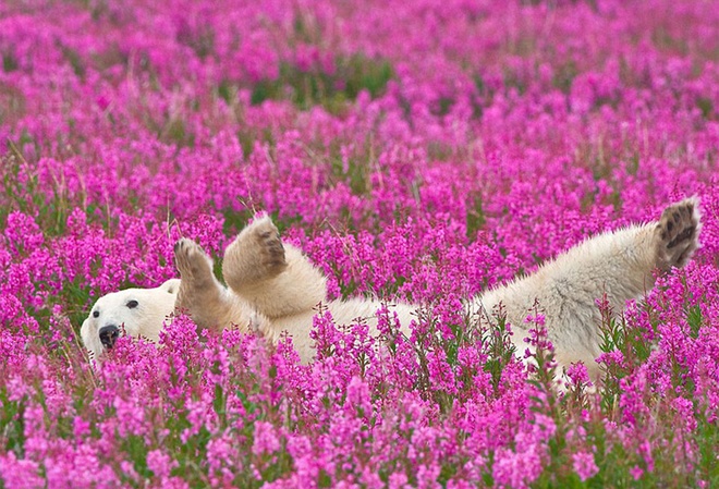 Chú gấu trắng khổng lồ giữa cánh đồng hoa nở rộ.